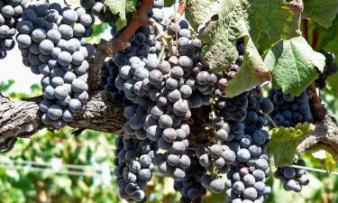 Простая хитрость превращает обычную посадку винограда в инвестицию на 80 лет