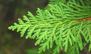 Фасадная сетка предотвратила перегрев хвои в конце зимы