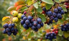 Украшают участок, кормят семью и не требуют сложного ухода: 5 удачных кустарников для дачи