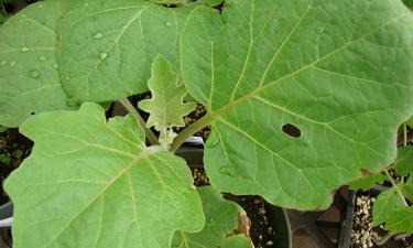 Что делать при увядании листьев у баклажанов в сильную жару: советы по поливу и уходу