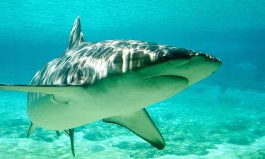Акулы подходят к берегу: где море хранит самые острые зубы