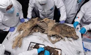 Учёные извлекли останки древнего волка из сибирской вечной мерзлоты