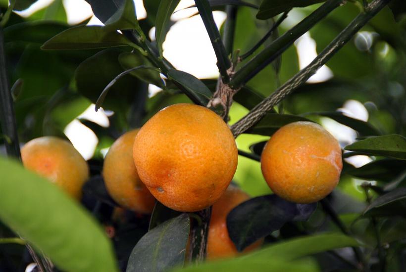 Каламондин