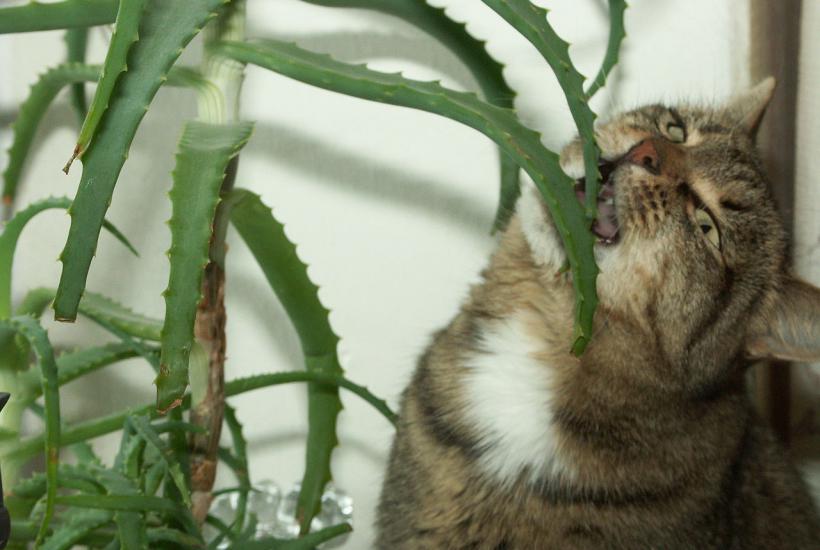Кошка закусывает алоэ Кошка закусывает алоэ