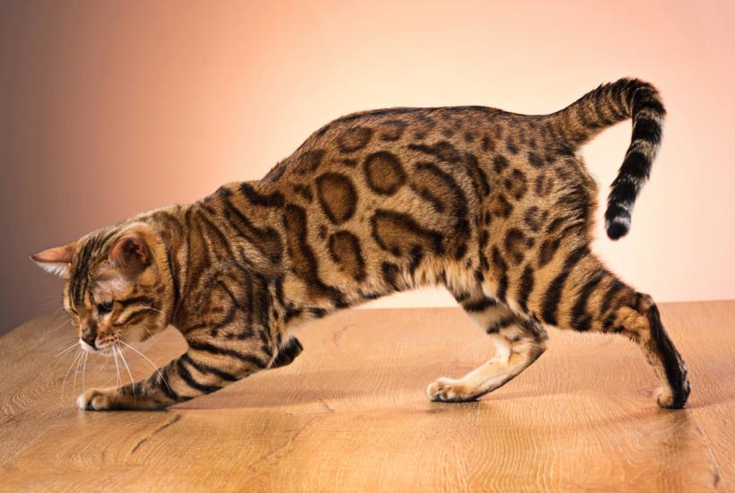 Бенгальская кошка Бенгальская кошка