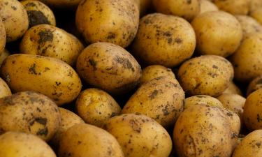 Магия луковой шелухи: один жест при посадке картофеля — и урожай станет на треть выше