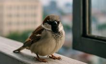 Ничтожный вес, колоссальная власть: существо у окна использует коллективный разум, чтобы править миром