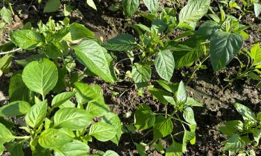 Урожай растёт даже в Сибири: секрет перца, который не боится холода и ночных заморозков