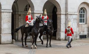 Applied Animal Behaviour Science: лошади осознают последствия своих действий