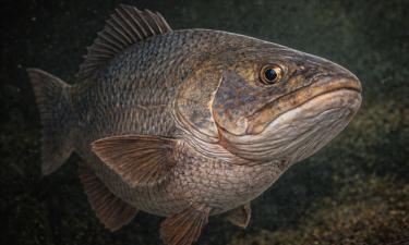 Открытие Platysomus поменяло эволюционную историю рыб — палеонтолог Фридман