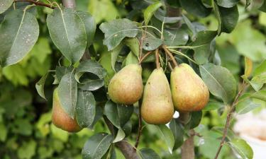 Плач груши возникает из-за избытка влаги и повреждений коры