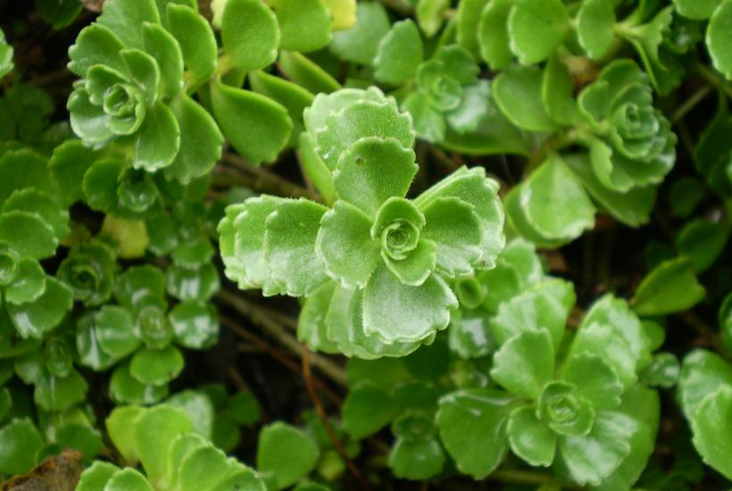 Суккулент очитка спуриум