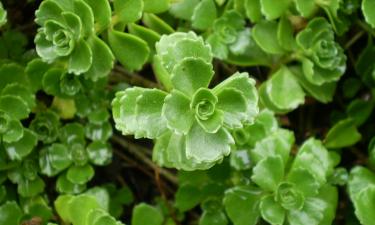 Неприхотливые растения переносят сухой воздух отопления — Ciceksel