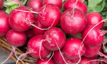 Редис растёт медленнее при плотной и пересушенной почве — агрономы