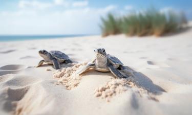 В Индии за сезон зафиксировали около миллиона гнёзд оливковых черепах — учёные