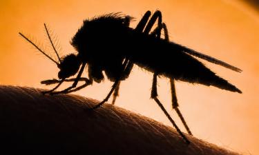 Анализ крови комаров выявил ДНК 86 видов животных — ScienceAlert