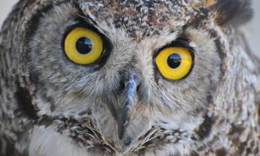 То, чего не должно быть: биология зрения птиц пошла путём, противоречащим учебникам