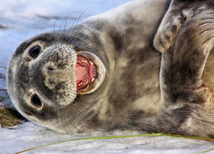 Учёные подтвердили факт наличия сознания у большинства животных