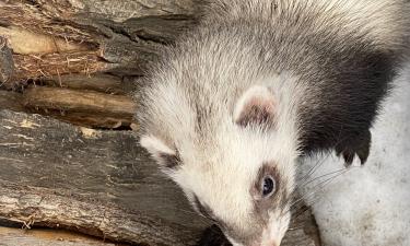 Завести питомца и не сойти с ума: три вида животных, которые ценят ваше личное пространство