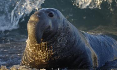 Четыре тонны ярости и силы: кто на самом деле правит пищевой цепочкой Земли