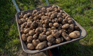 Лук ушёл — а урожай остался: вот как дачники собирают картошку дважды за сезон