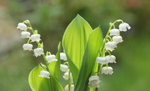 Юрий Никулин был огорчён из-за редких встреч с внучкой