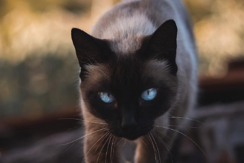Сиамский кот Сиамский кот