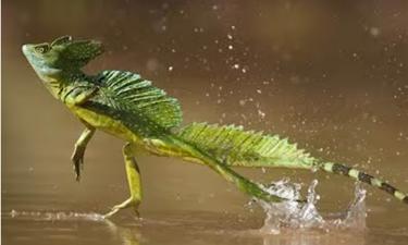 В воде не тонет: удивительная ящерица, летающая над водной гладью обитает в Южной Америке