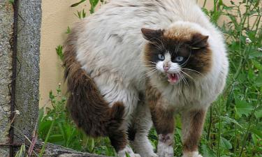 Одичавшие виды происходят от домашних животных – National Geographic