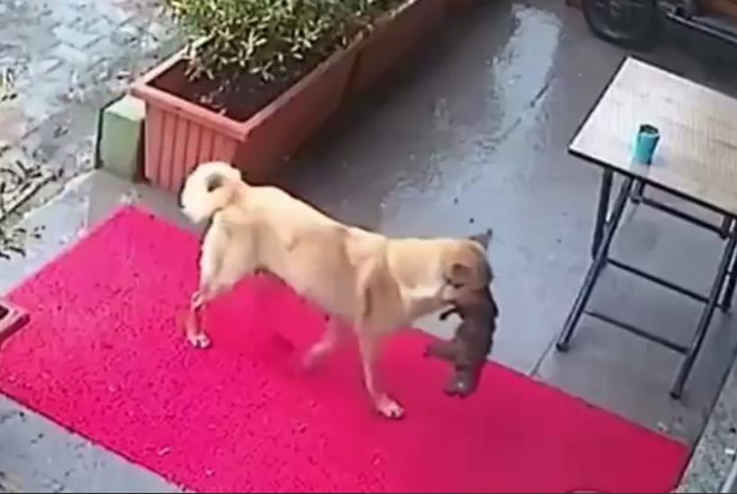 Собака Собака