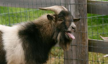 Жуткий женский вопль в лесу обернулся сюрпризом: кричала вовсе не жертва