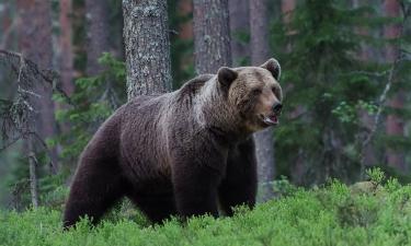 Интеллект медведя сопоставим с уровнем 3–4-летнего ребёнка