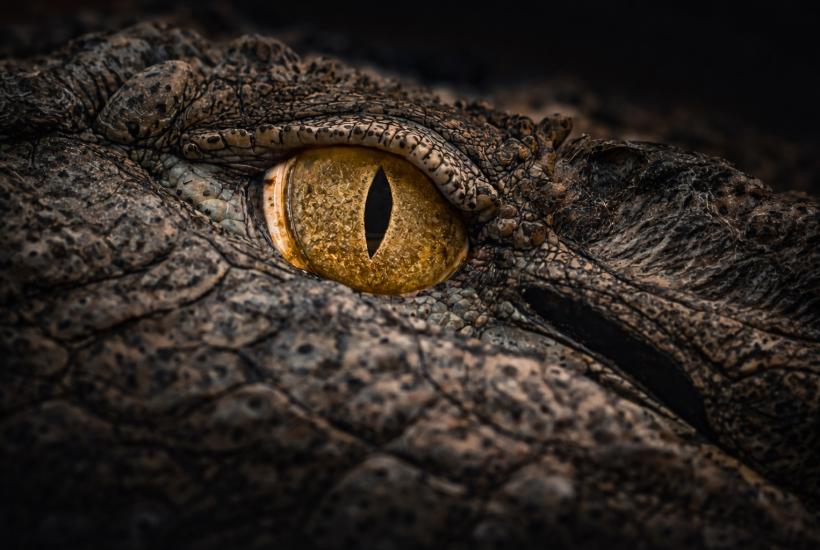 Глаз крокодила