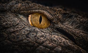 В Перу найден скелет морского гавиала возрастом 12 млн лет — Sciencepost