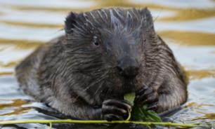 Подмосковные бобры "режут" деревья