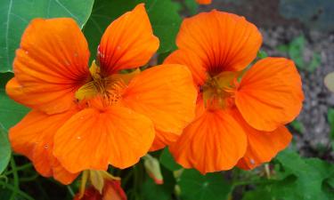 Снег, дождь, холод — всё равно: цветок, который взрывает клумбу звёздами оранжевого пламени