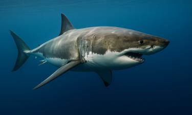 Косатки охотятся на молодых белых акул ради печени — ScienceAlert