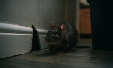 Незваные соседи несут бешенство: признаки появления крыс, которые нельзя игнорировать