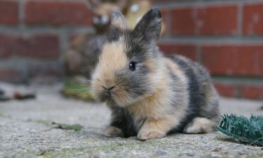 Окна площадью 10% обеспечивают нужный уровень ультрафиолета