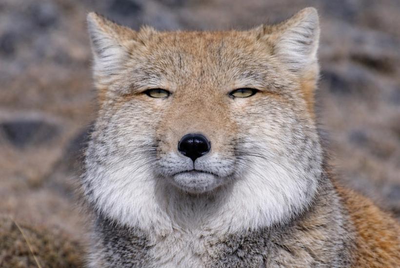 Тибетская лисица