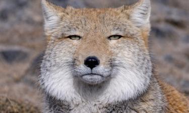 Лисицы Тибета выдерживают морозы до −40 градусов