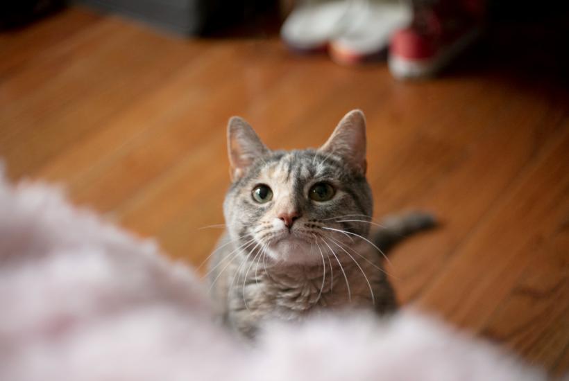 Кошка Кошка