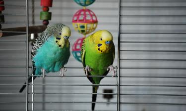 Фразы, которыми попугай вас дрессирует: правда, о которой мало кто знает