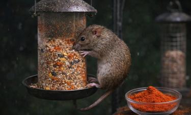 Кайенский перец отпугивает крыс от кормушек для птиц