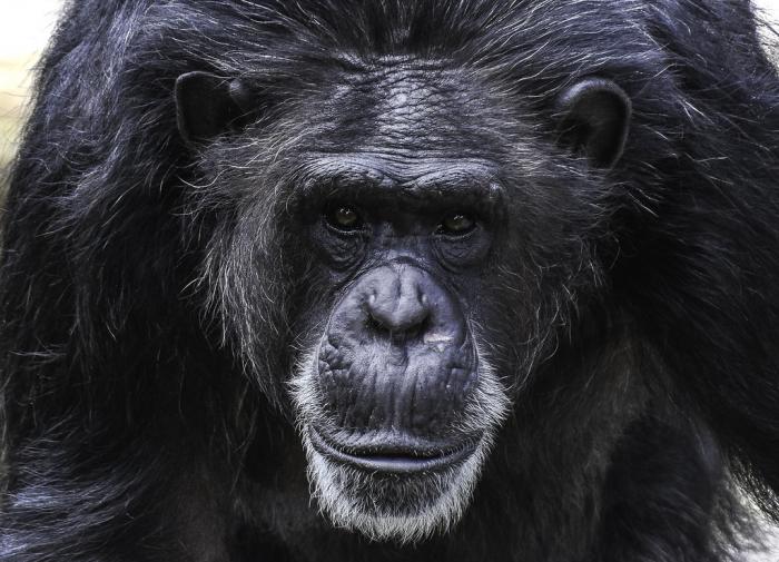 Ученые из Швеции назвали способность запоминать последовательности отличием человека от обезьяны