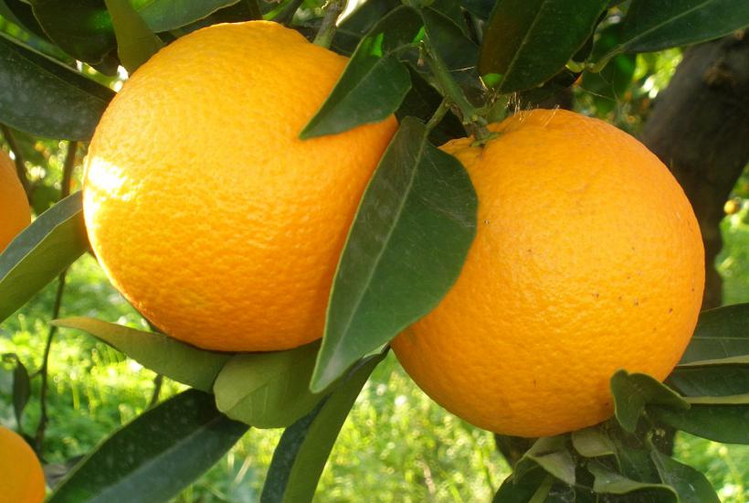 Апельсины Апельсины