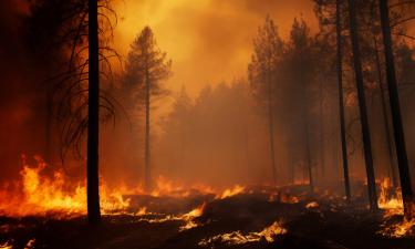 Этот дым спасает жизни: неожиданный поворот в борьбе с лесными пожарами