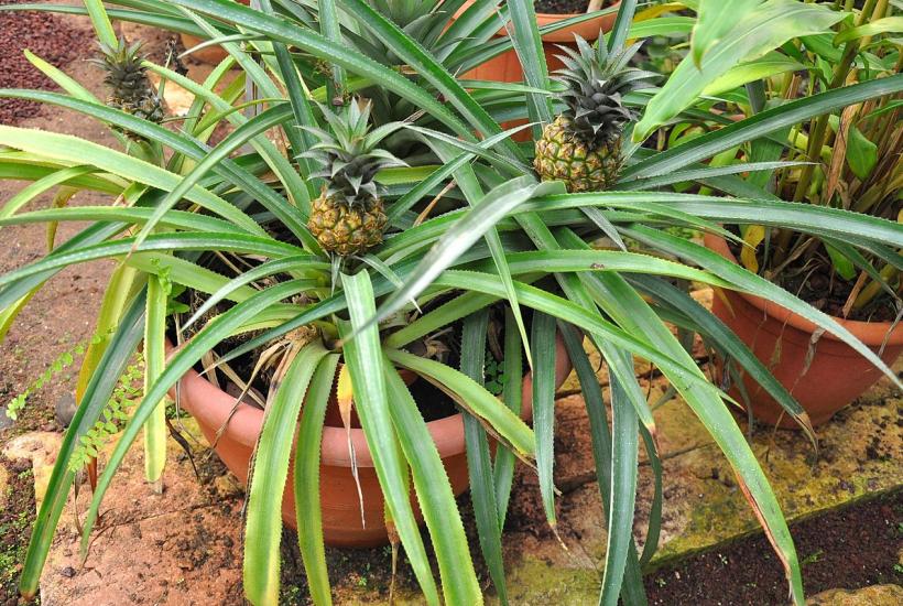 Ананас легко растет в домашних условиях в горшке