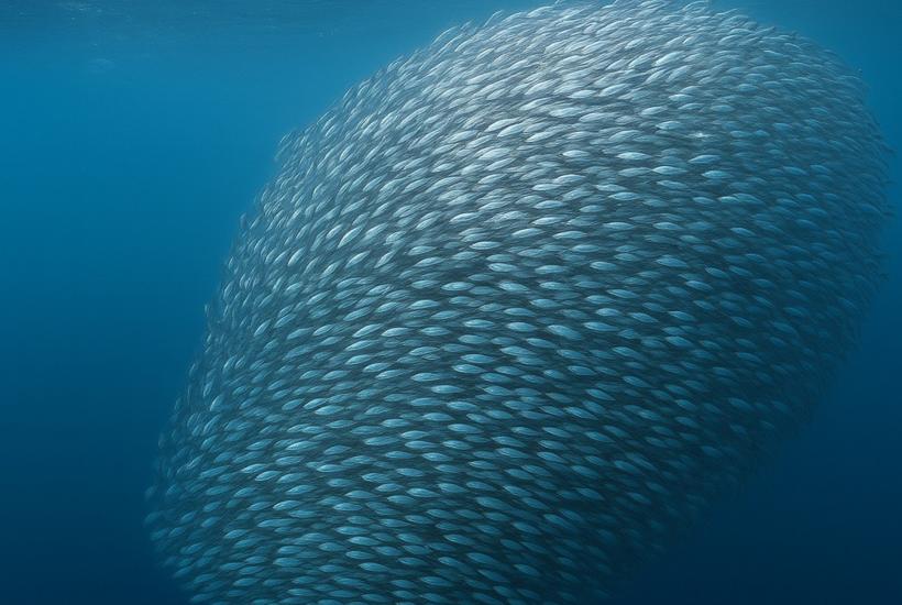 Косяк сардин в океане