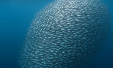 Мёртвые воды ожили: исчезнувший обитатель глубин снова двигается под поверхностью Земли